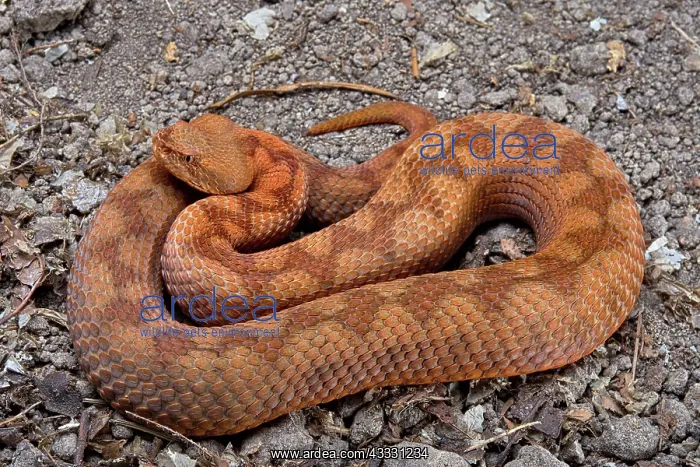 : Horned Viper (Vipera ammodytes) : Horned Viper (Vipera ammodytes)