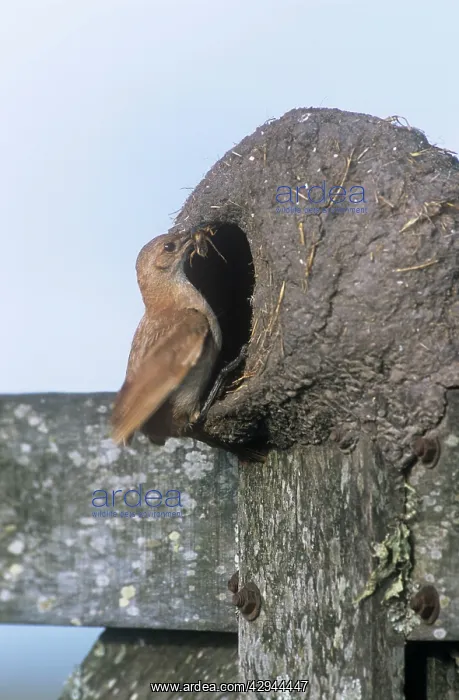 : HORNERO / Ovenbird - feeding chick at nest : HORNERO / Ovenbird - feeding chick at nest