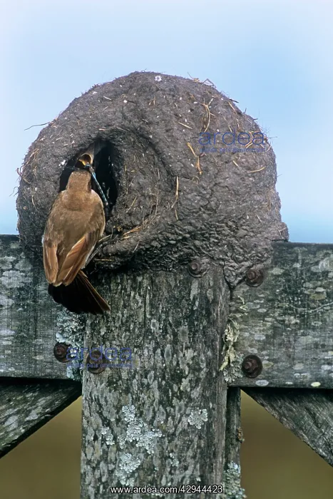 : HORNERO / Ovenbird - feeding chicks at nest : HORNERO / Ovenbird - feeding chicks at nest