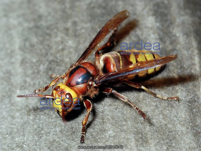  : Hornet (Vespa crabro). UK and Europe