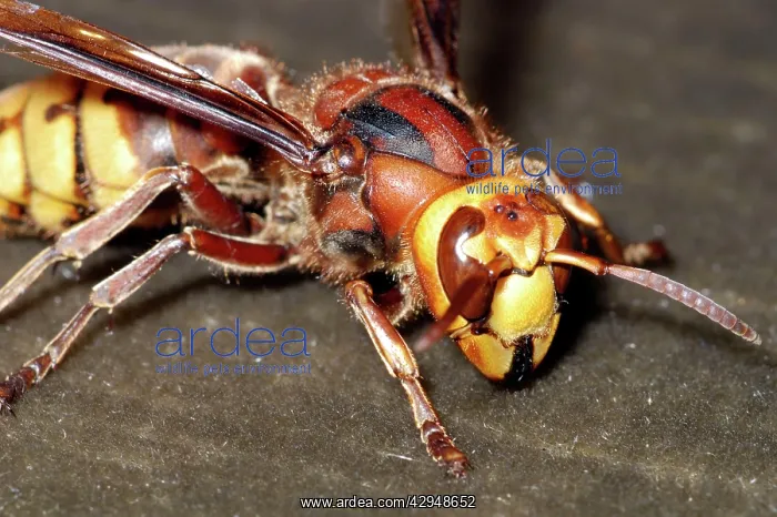  : Hornet (Vespa crabro). UK and Europe