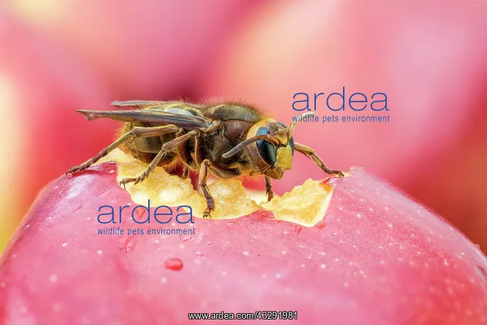  : Hornet - on Apple - UK