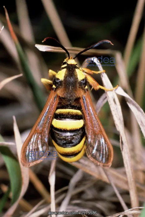 : Hornet Clearwing MOTH : Hornet Clearwing MOTH