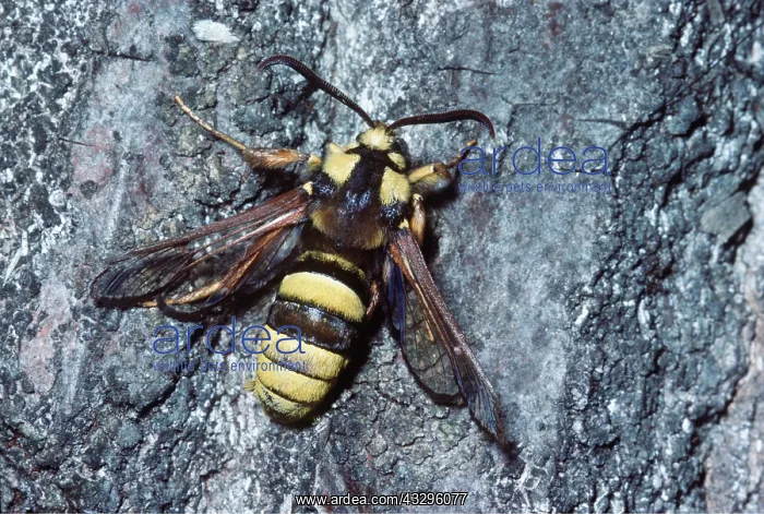 : Hornet Clearwing MOTH - on tree bark : Hornet Clearwing MOTH - on tree bark