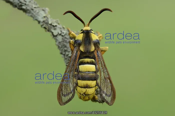 : Hornet Clearwing (Sesia apiformis) resting on a : Hornet Clearwing (Sesia apiformis) resting on a