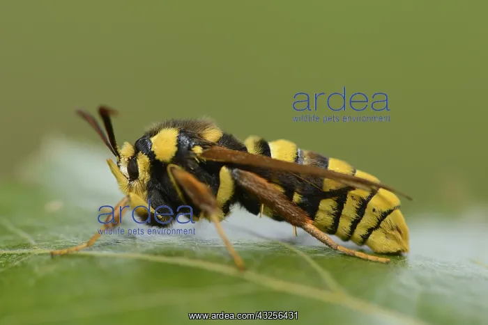 : Hornet Clearwing (Sesia apiformis) resting on a : Hornet Clearwing (Sesia apiformis) resting on a