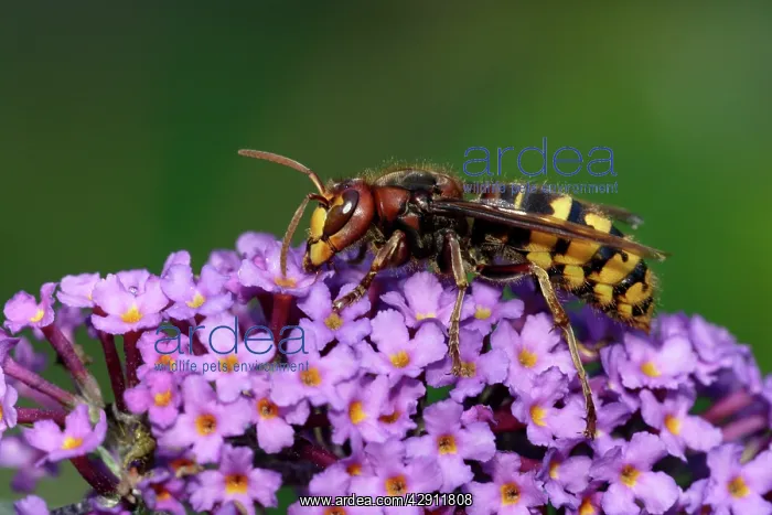 : Hornet - feeding on Buddleia blossom in garden : Hornet - feeding on Buddleia blossom in garden