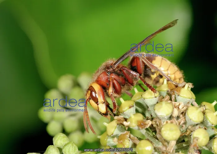 : Hornet - Feeding on ivy : Hornet - Feeding on ivy