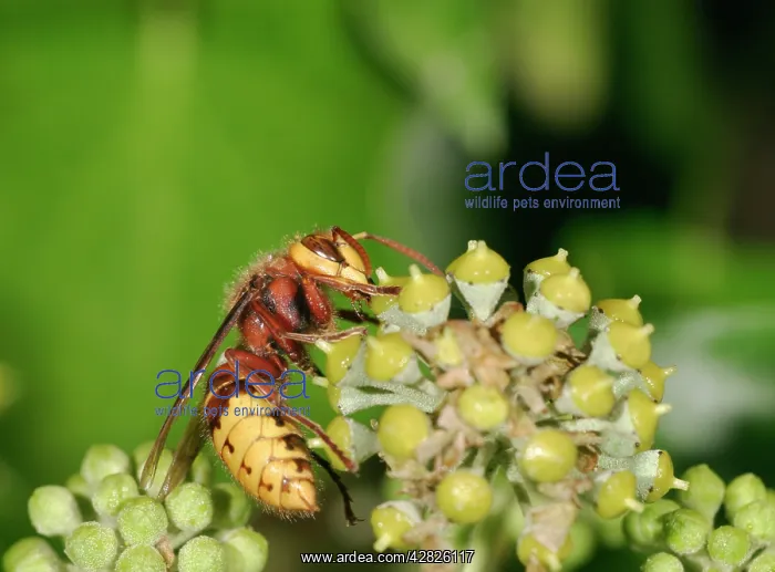: Hornet - Feeding on ivy : Hornet - Feeding on ivy