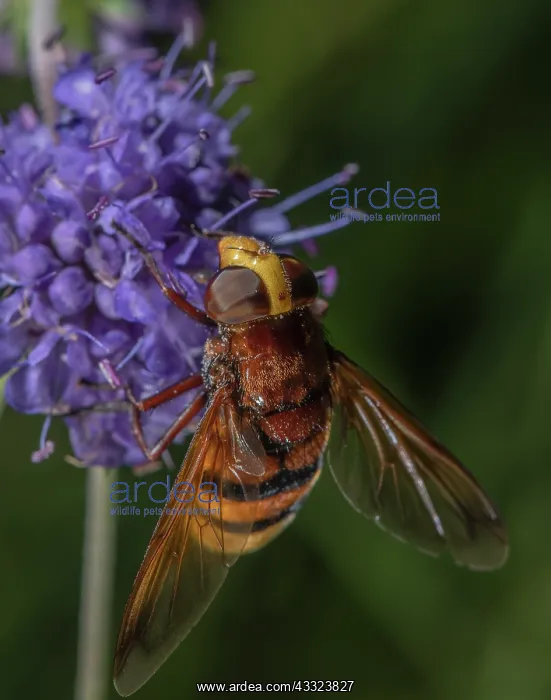 : Hornet hoverfly, Volucella zonaria, feeding on Devils-bit : Hornet hoverfly, Volucella zonaria, feeding on Devils-bit