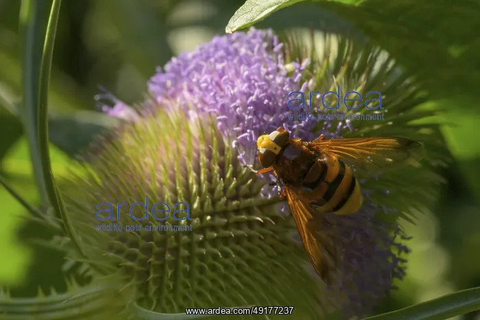 : Hornet hoverfly (Volucella zonaria) : Hornet hoverfly (Volucella zonaria)