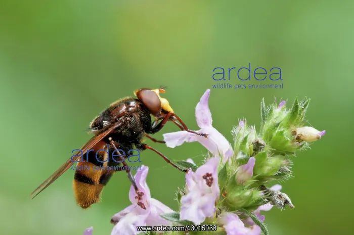  : Hornet Mimic Hoverfly