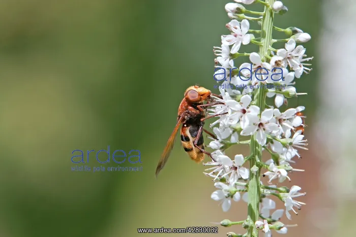  : Hornet Mimic Hoverfly - on garden flower