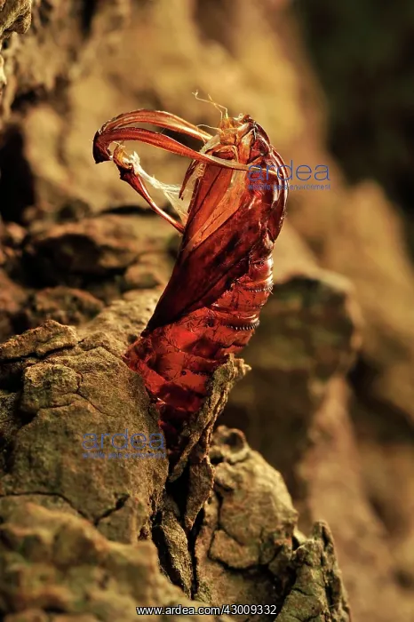 : Hornet Moth Poplar Hornet Clearwing empty chrysalis pupa : Hornet Moth Poplar Hornet Clearwing empty chrysalis pupa