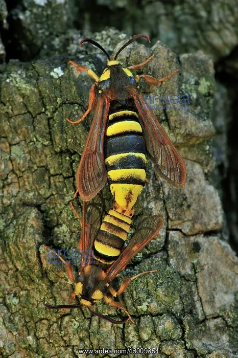 : Hornet Moth Poplar Hornet Clearwing mating : Hornet Moth Poplar Hornet Clearwing mating
