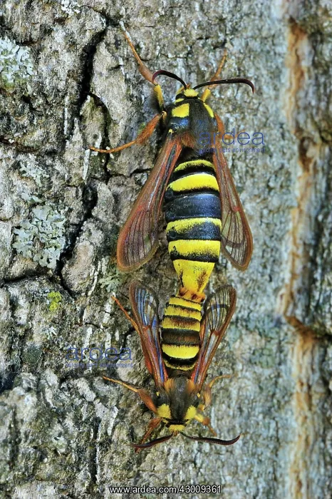 : Hornet Moth Poplar Hornet Clearwing mating : Hornet Moth Poplar Hornet Clearwing mating
