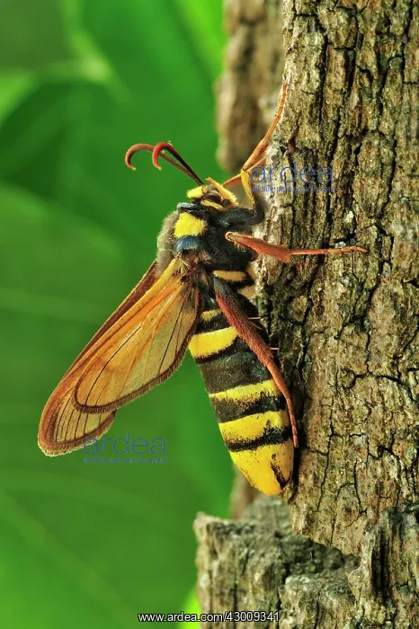 : Hornet Moth Poplar Hornet Clearwing recently hatched : Hornet Moth Poplar Hornet Clearwing recently hatched