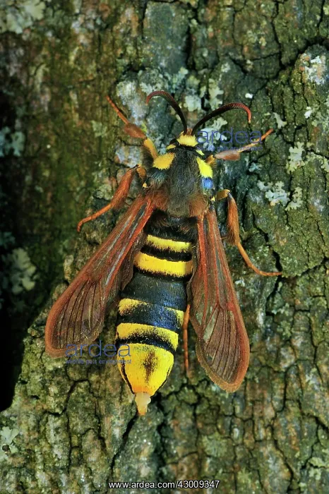 : Hornet Moth Poplar Hornet Clearwing releasing sex pheromone : Hornet Moth Poplar Hornet Clearwing releasing sex pheromone