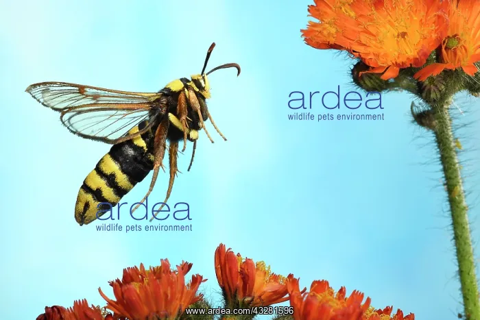 : Hornet Moth (Sesia apiformis) in flight on the flowers : Hornet Moth (Sesia apiformis) in flight on the flowers