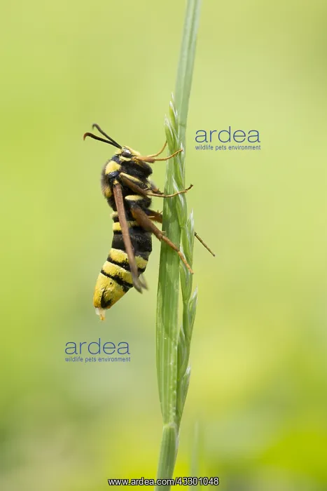 : Hornet Moth (Sesia apiformis) sitting on blade : Hornet Moth (Sesia apiformis) sitting on blade