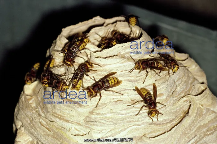  : HORNET - On nest