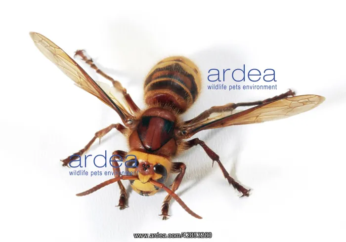  : HORNET - Queen