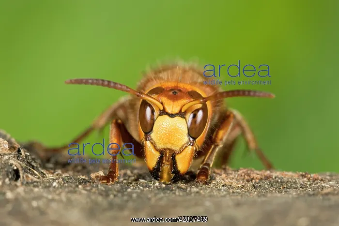 : Hornet - Queen chewing wood for nest building : Hornet - Queen chewing wood for nest building