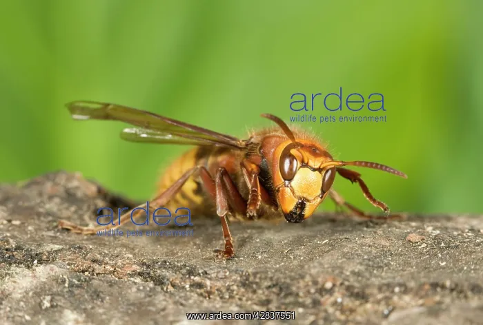 : Hornet - Queen chewing wood for nest building : Hornet - Queen chewing wood for nest building