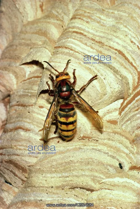  : HORNET - queen on nest