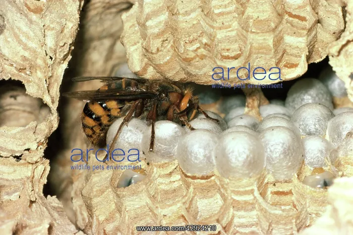 : HORNET - Queen on nest comb : HORNET - Queen on nest comb