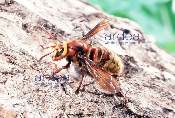 : HORNET - QUEEN, RESTS ON BARK : HORNET - QUEEN, RESTS ON BARK