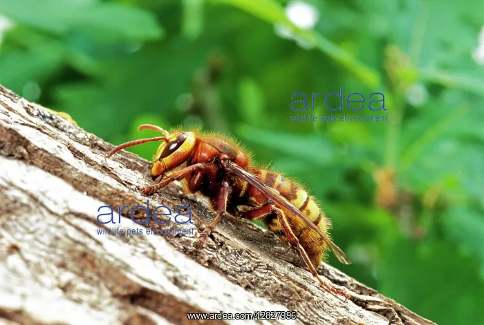 : HORNET - Queen, rests on branch : HORNET - Queen, rests on branch