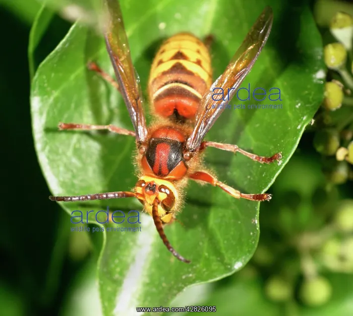 : Hornet - Resting on ivy top view : Hornet - Resting on ivy top view