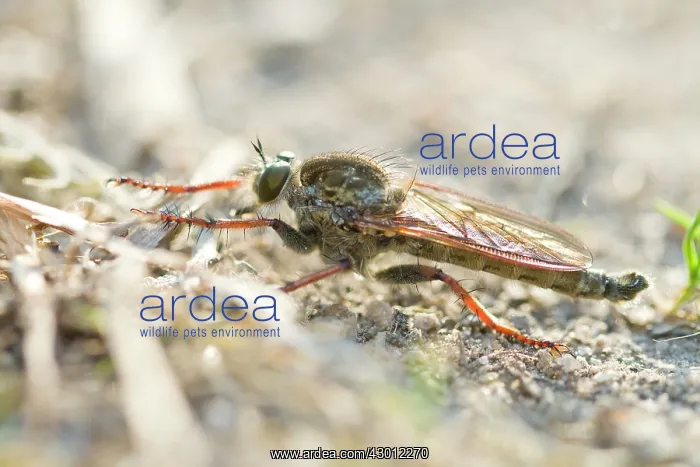 : Hornet Robberfly on the ground : Hornet Robberfly on the ground
