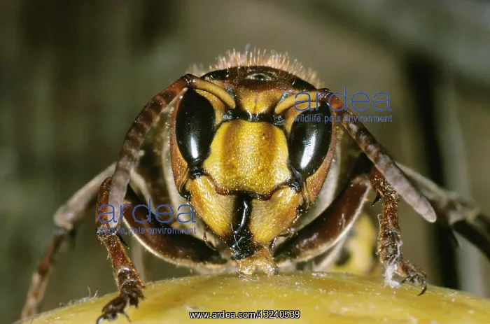 : Hornet, vespa crabo, Adult standing on Fruit : Hornet, vespa crabo, Adult standing on Fruit