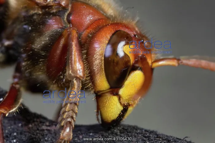 : Hornet (Vespa crabro) : Hornet (Vespa crabro)