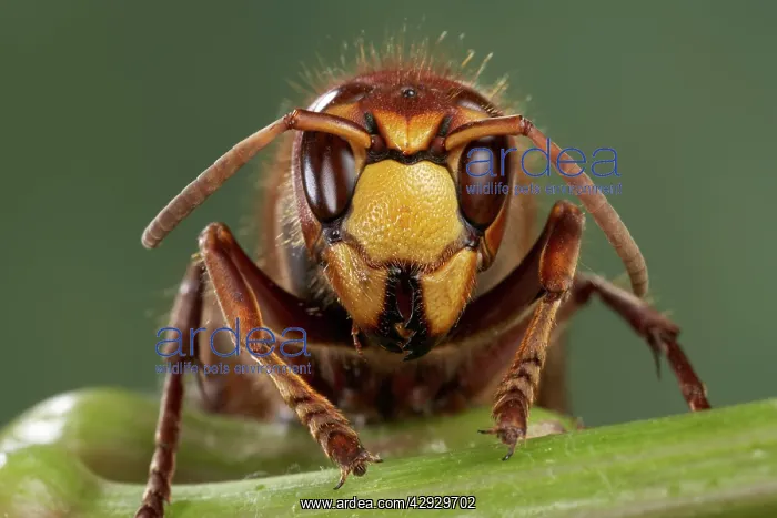 : Hornet - front view : Hornet - front view