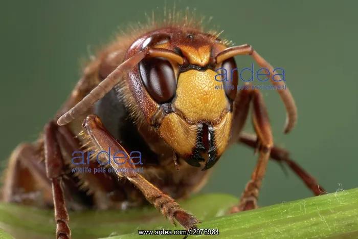 : Hornet - front view : Hornet - front view