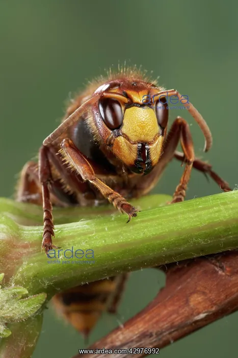 : Hornet - front view : Hornet - front view