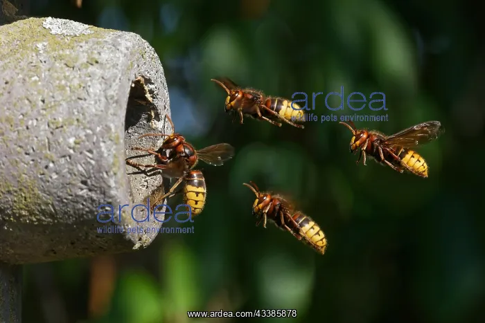 : Hornets approaching the nest : Hornets approaching the nest
