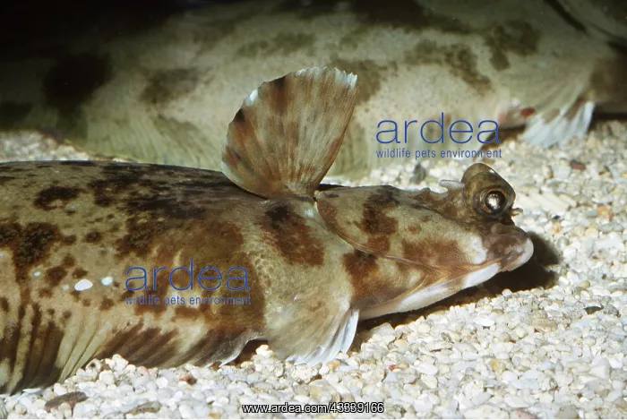 : Horneyhead TURBOT - close-up of head : Horneyhead TURBOT - close-up of head