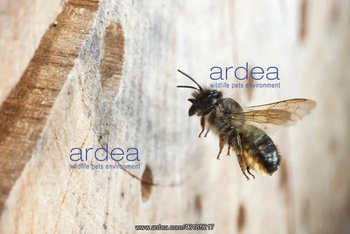 : Hornfaced bee (Osmia cornuta) approaching the nest : Hornfaced bee (Osmia cornuta) approaching the nest