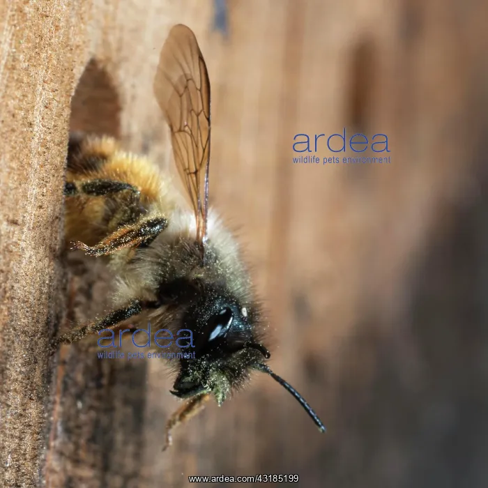 : Hornfaced bee (Osmia cornuta) on departure from : Hornfaced bee (Osmia cornuta) on departure from
