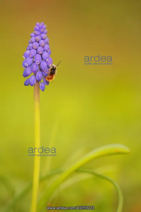 : Hornfaced bee (Osmia cornuta) foraging a flower : Hornfaced bee (Osmia cornuta) foraging a flower