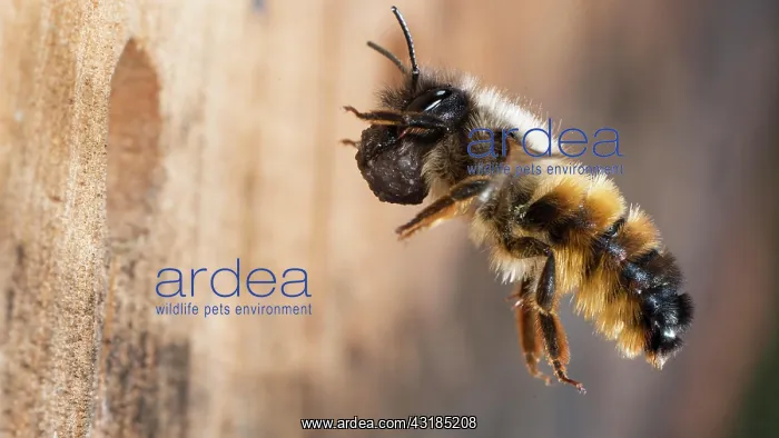 : Hornfaced bee (Osmia cornuta) with material to close : Hornfaced bee (Osmia cornuta) with material to close