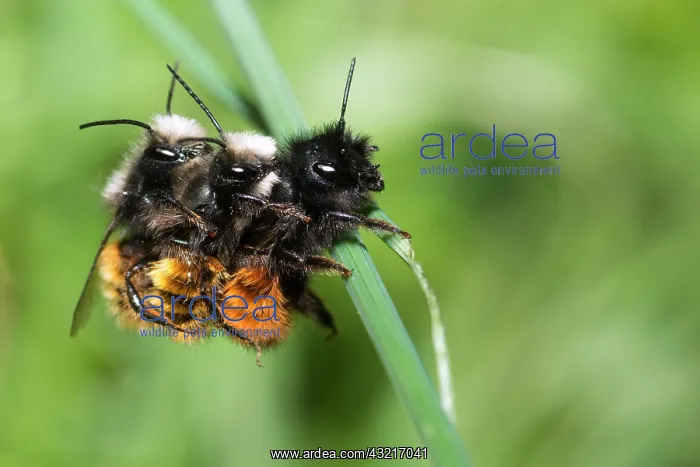 : Hornfaced bee (Osmia cornuta) Three-way mating : Hornfaced bee (Osmia cornuta) Three-way mating