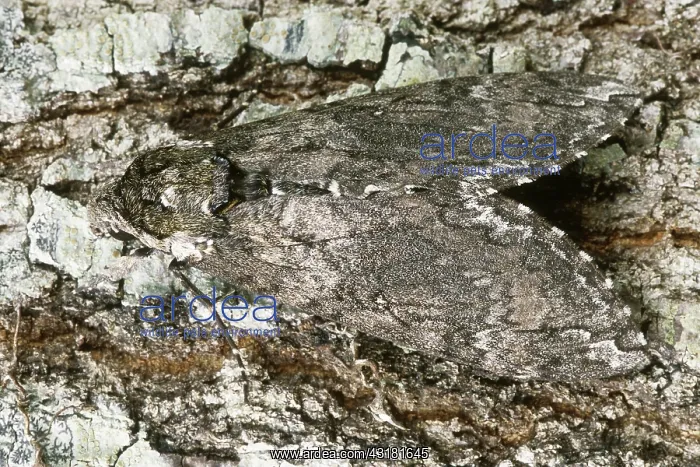 : Hornworm Moth : Hornworm Moth