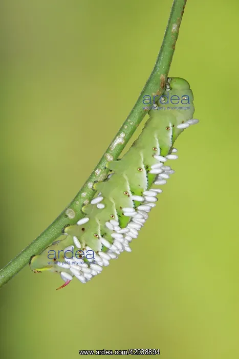 : Hornworm - with wasp cocoons : Hornworm - with wasp cocoons