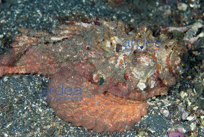 : Horrid Stonefish : Horrid Stonefish