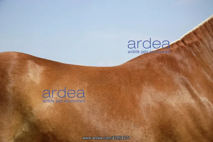  : Horse - Back